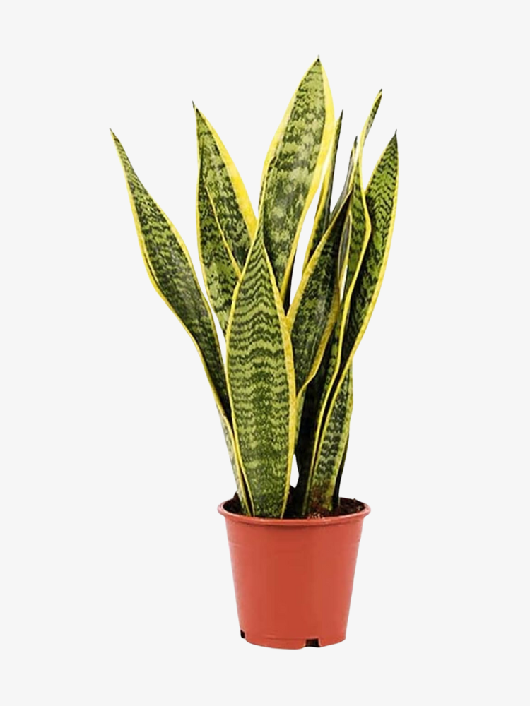 Snake Plant – Fresh Live Plant 30-50 CM
