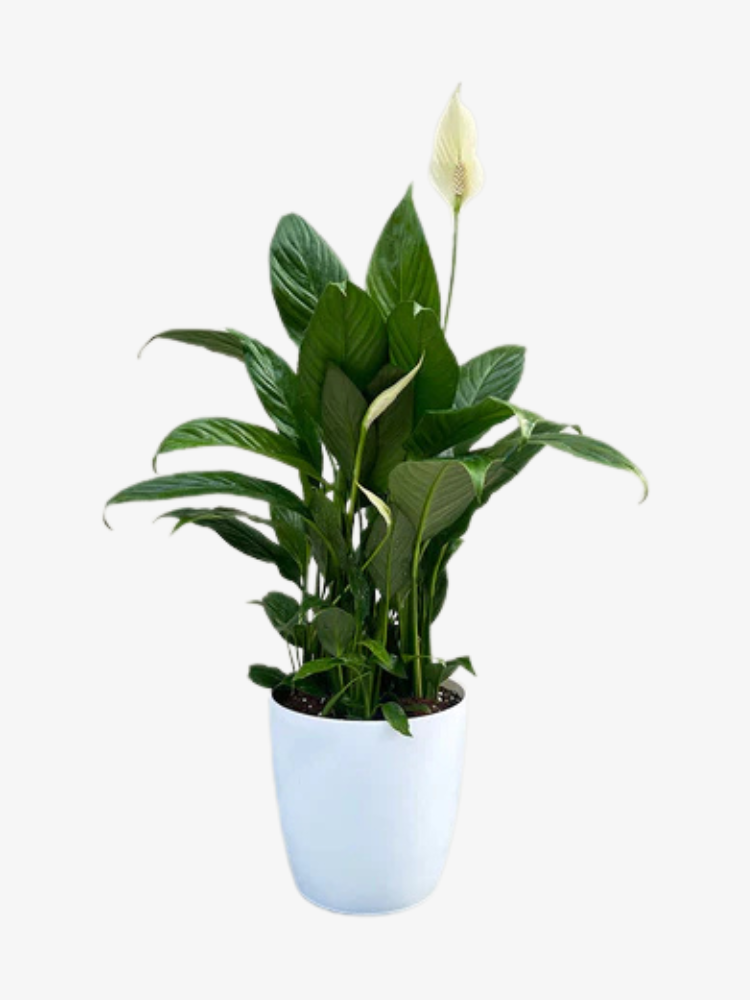 Peace Lily Plant 40-45 CM – Live Indoor Plant