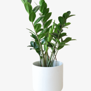 ZZ Plant | 30-40 CM Air-Purifying Houseplant