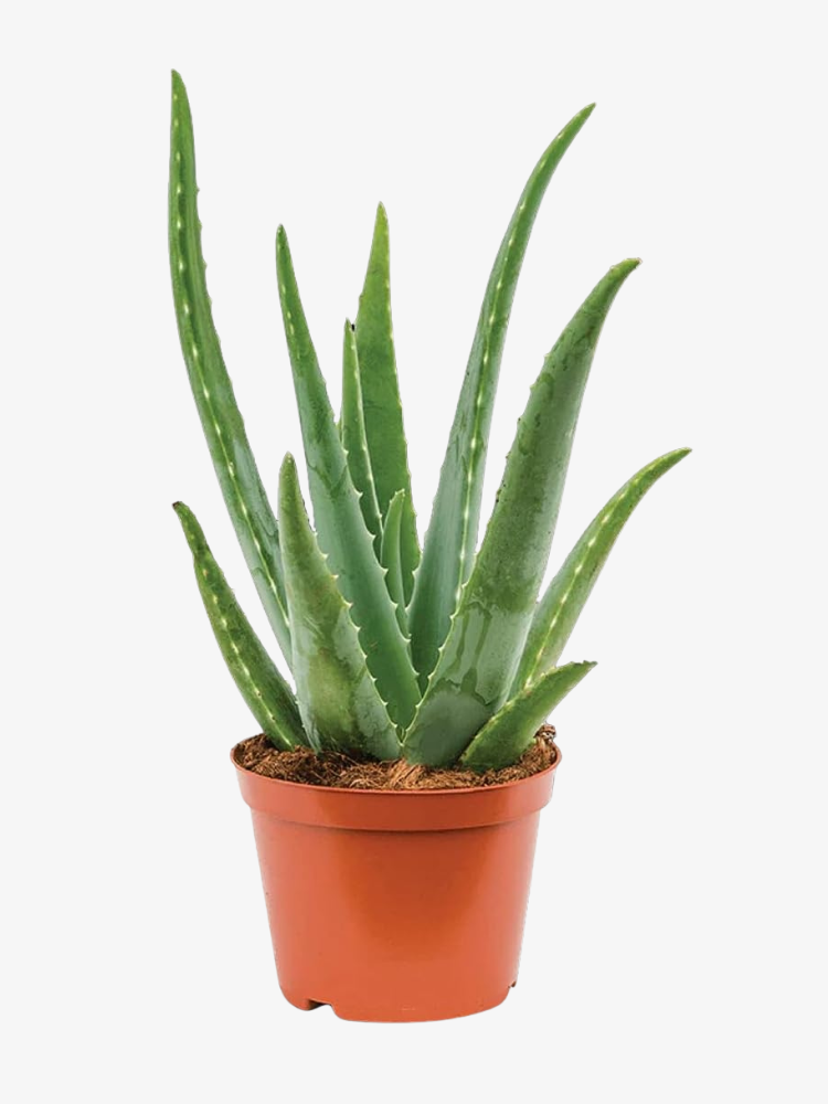 Aloe Vera indoor live