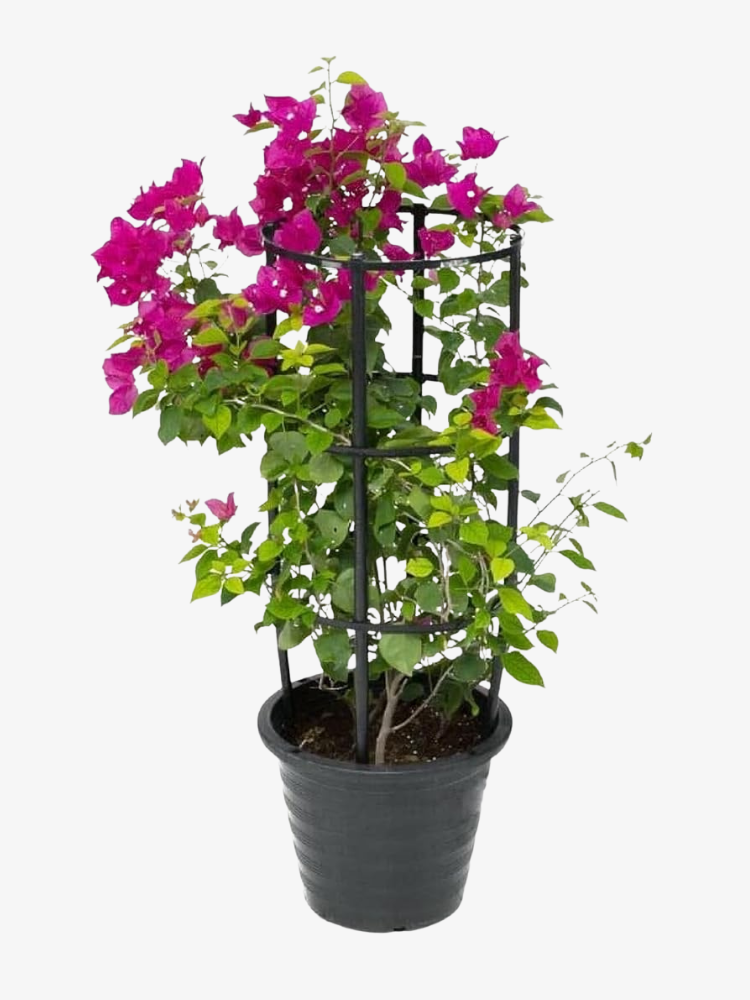 Bougainvillea Plant 60-80 cm
