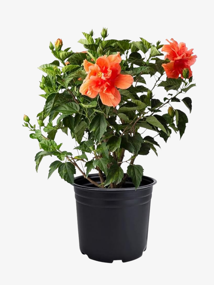 Hibiscus Live Plant
