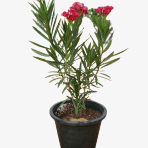 Oleander Plant 0.6-1.2m Height