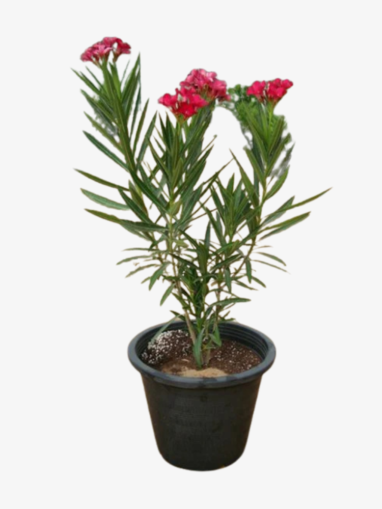 Oleander Plant 0.6-1.2m Height