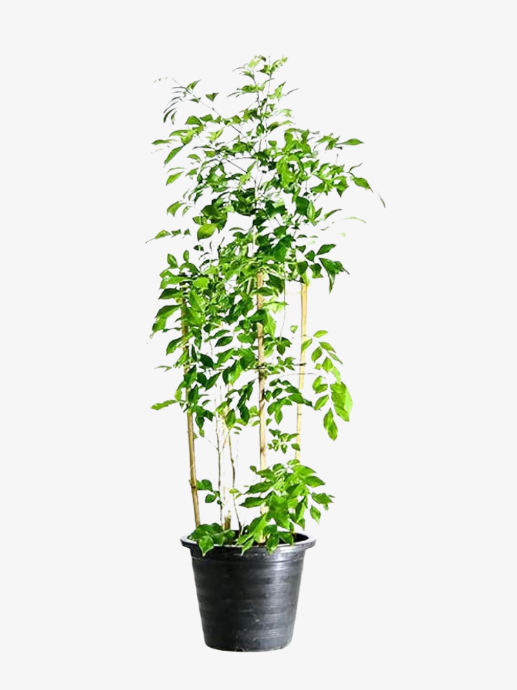 Jasmine Murraya Plant 50-60 CM