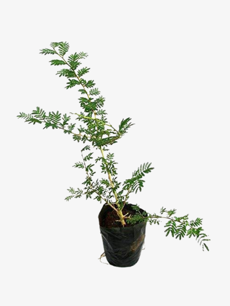 Ghaf-National Tree Of UAE