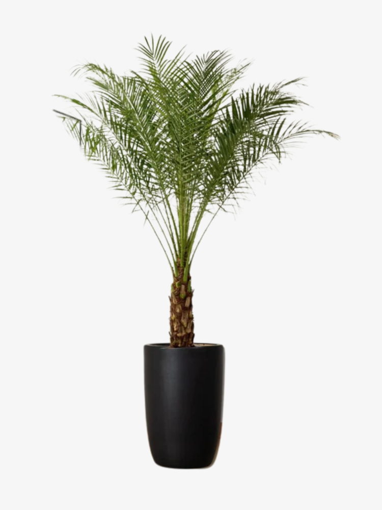 Date Palm Tree