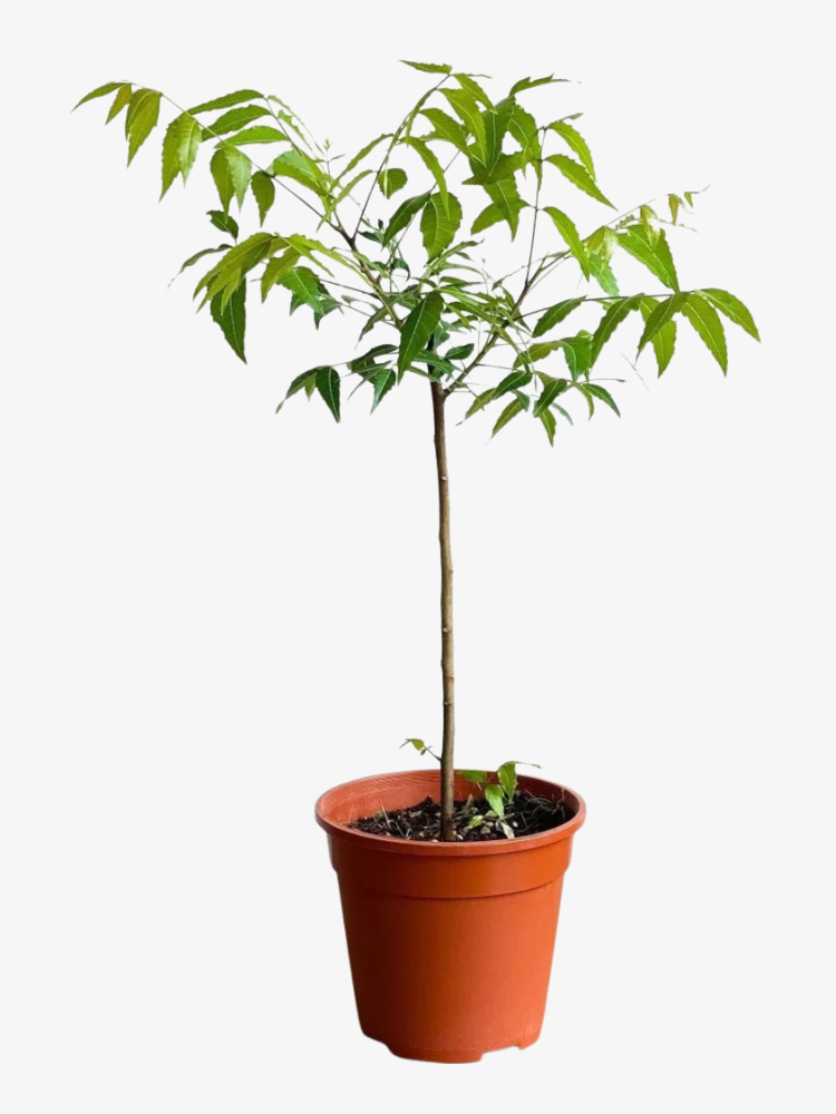 Neem Tree