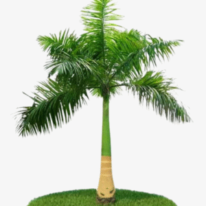 Royal Palm Tree