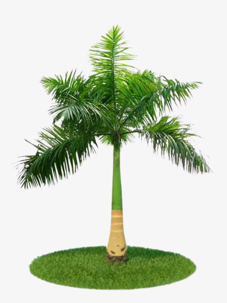Royal Palm Tree
